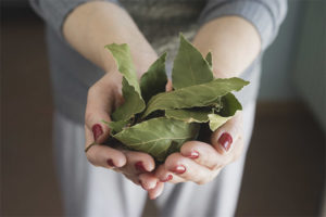 Hoja de laurel del acné