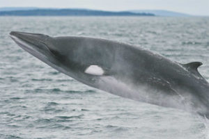 Minke whale