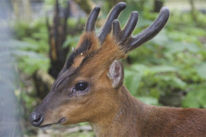 muntjac