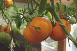 Tomate Altai Naranja