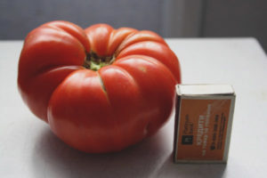 Tomate Angela Gigante