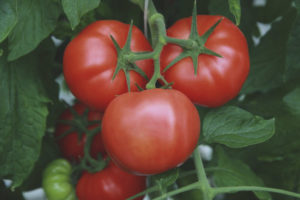 Panier de salade de tomate grand-mère