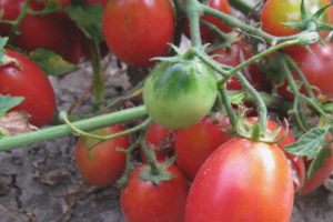 Papillon tomate