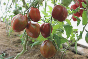 Pomodoro Berkeley Tai Dai