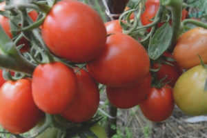 Pomodoro Darenka