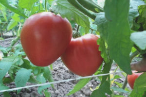 Tomate Donna Anna