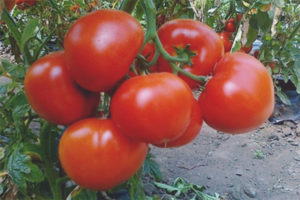 Pomodoro Caterina