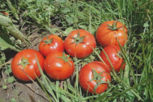 Tomate Galina F1