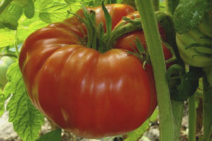 Tomate Giant Red