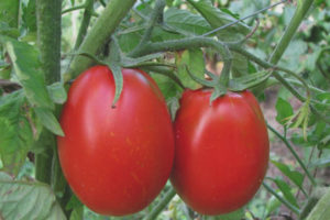 Tomate Gloria