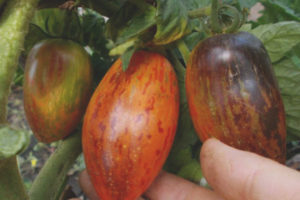 Boxe d'ombre de gnome de tomate