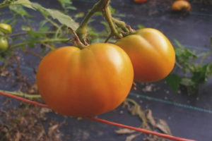 Tomate Conde de Águilas