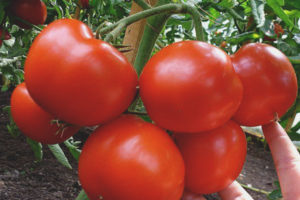 Gravité de la tomate