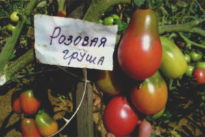 Tomate Pera Rosa