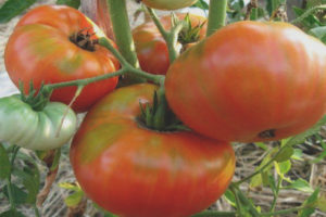 Trump siberiano di pomodoro