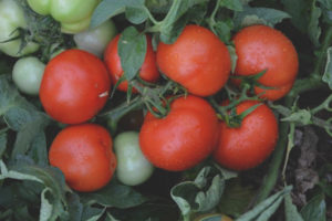 Impala de tomate