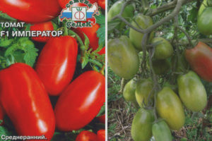 Emperador tomate