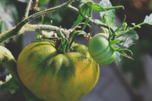 Liqueur irlandaise aux tomates