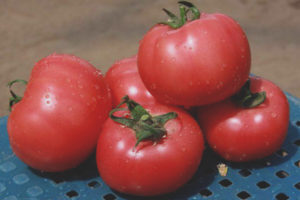 Tomate Ivanovic F1