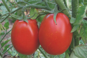 Cadetto Di Pomodoro