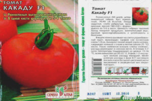 Cacatoès tomate F1