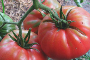 Tomate Canario