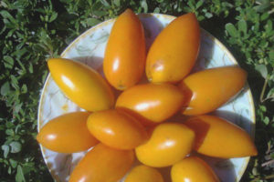 Tomate Carotinka