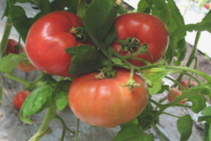 Tomate Casamori F1