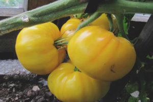 Tomate Kazajstán amarillo