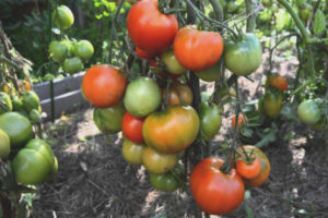 Cyprès de tomate