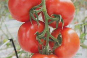 Brosse à tomates F1