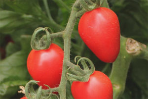 Tomate fresa