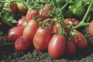 Campana de tomate