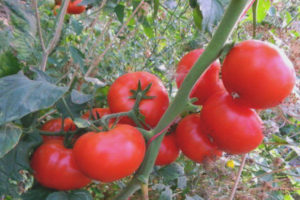 Tomate Korneevsky