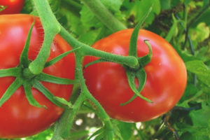 Cornetta Di Pomodoro