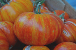 Tomate rey de la belleza