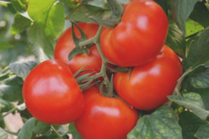 Tomate King of the Market