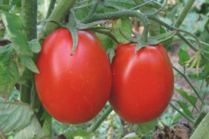 Gran tomate