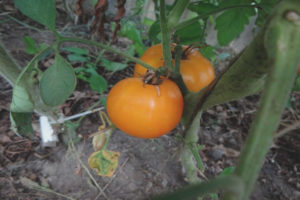 Tomate vikingo