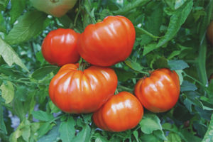 Tomate Leader F1