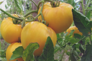 Géant jaune tomate