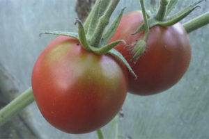 Glotón Zhorik de tomate