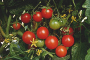 Tomate Cereza De Invierno