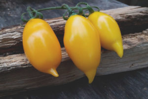 Tomate Golden Canary