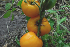 Tomate Golden Bull