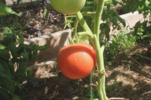 Pomodoro Tè Rosa