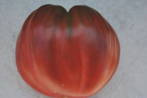 Tomate Black Heart Breda