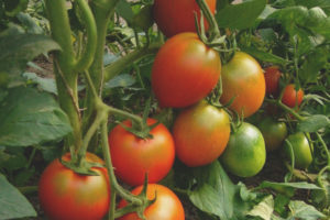 Casilla de verificación de tomate