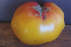 Tomate Virginia Candy