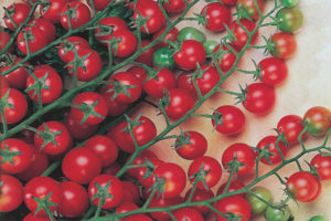 Bouquet de tomates rouges